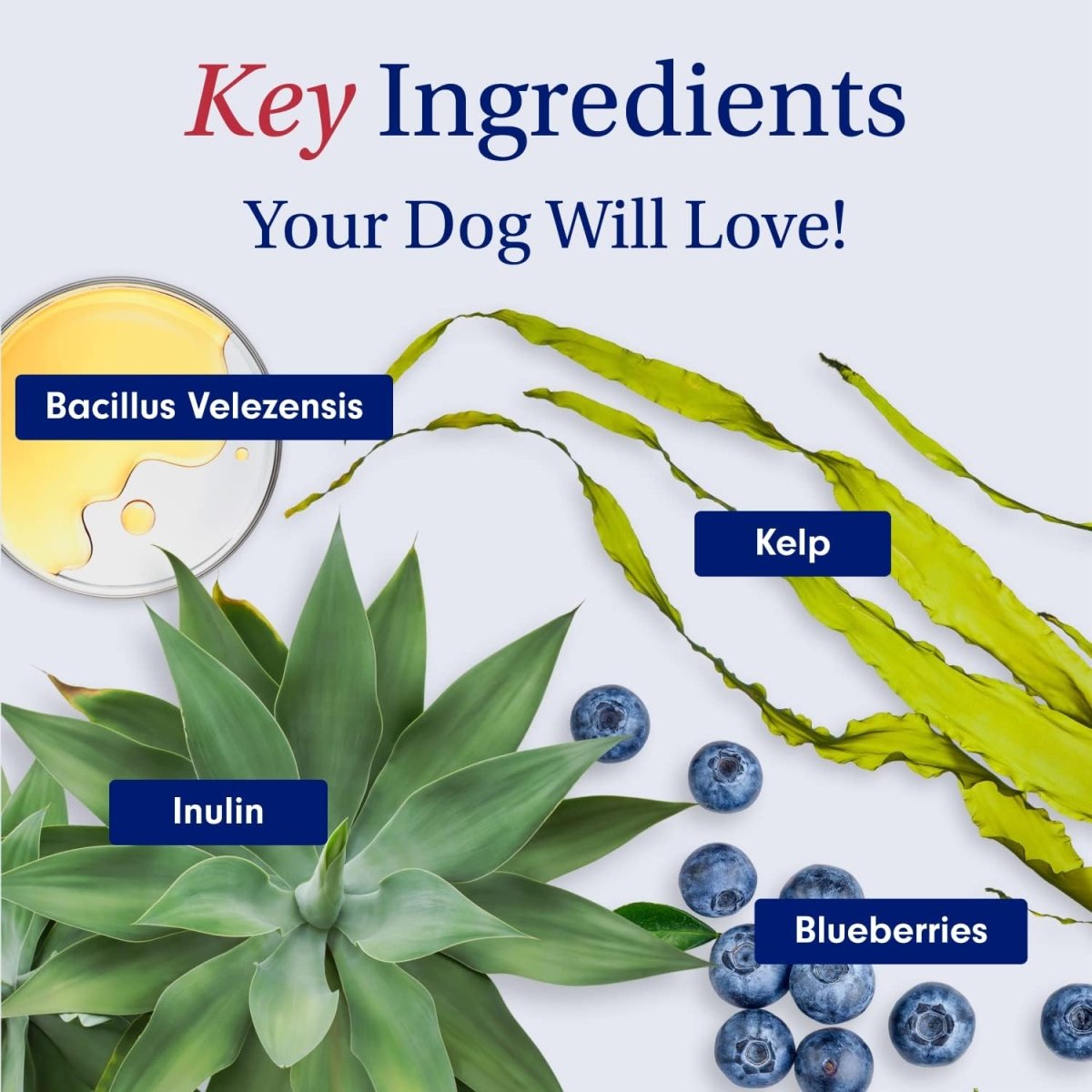 PetLab Co. Probiotic Dog Chews | Digestive & Gut Health Support 30 Soft Chews fragrance