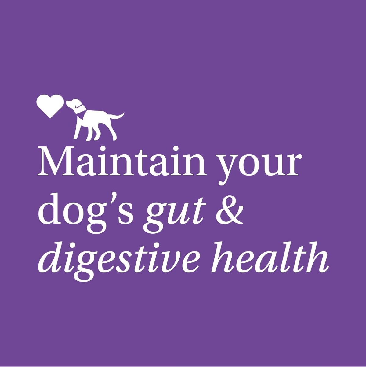 PetLab Co. Probiotic Dog Chews | Digestive & Gut Health Support 30 Soft Chews fragrance